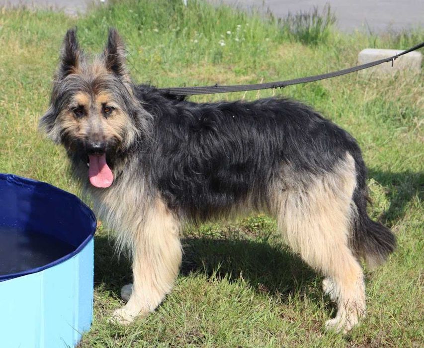 duży, młody, przyjazny dla ludzi pies czeka na dom