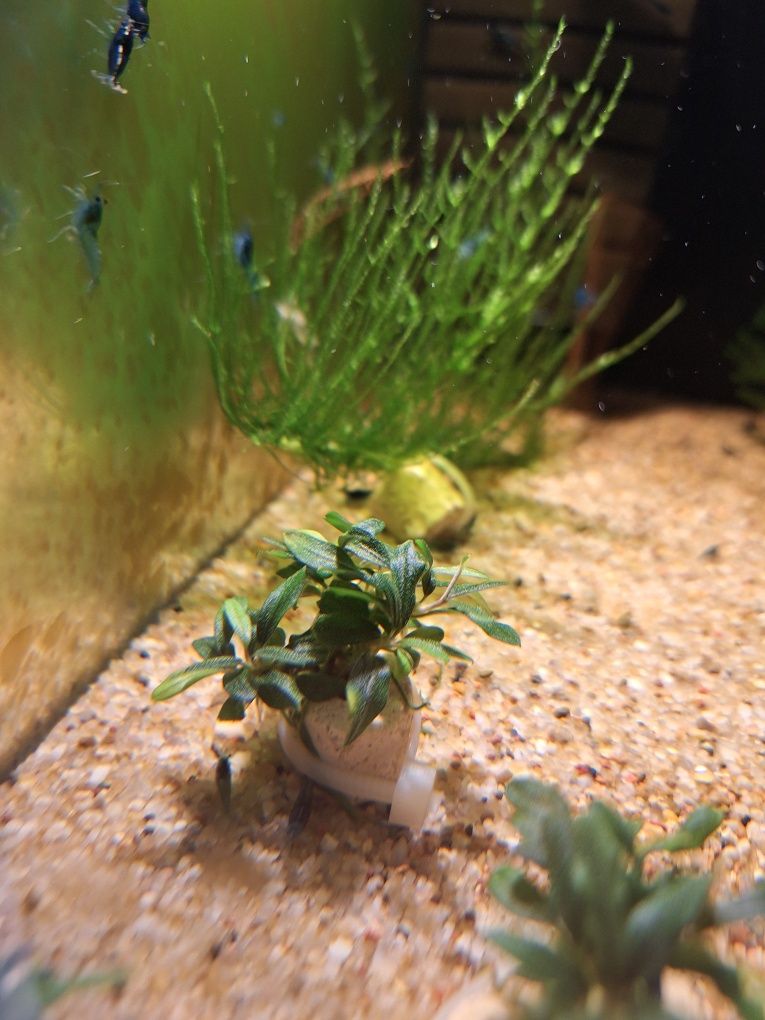 Bucephalandra Needle Leaf