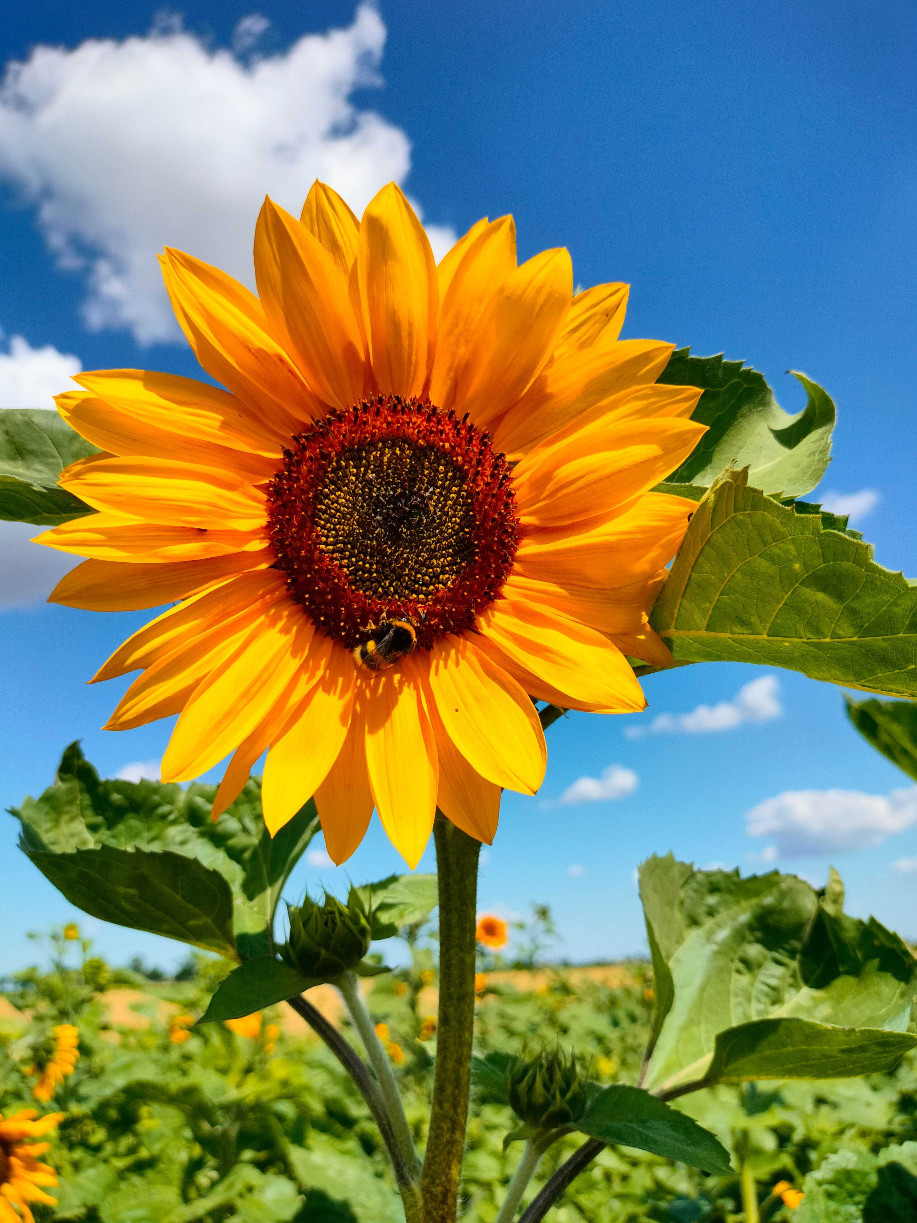 Słonecznik ozdobny na kwiat cięty nasiona FAKTURA POSZPORT -  ARiMR