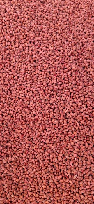 Pszenica ozima wilejka