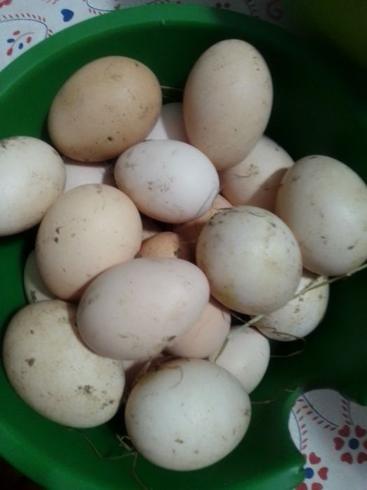 Ovos frescos caseiros