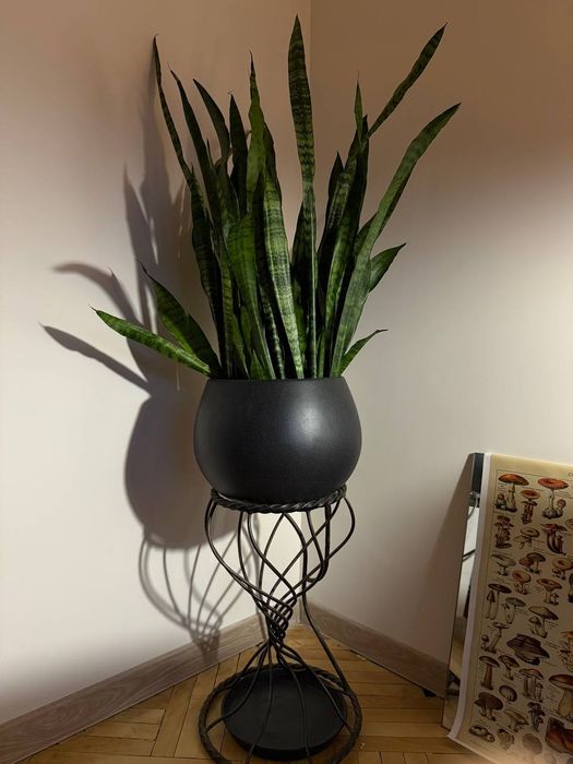 Сансевієрія, тещин язик, щучий хвіст, рослини для офісу, сансеверія