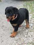 Rottweiler suczki