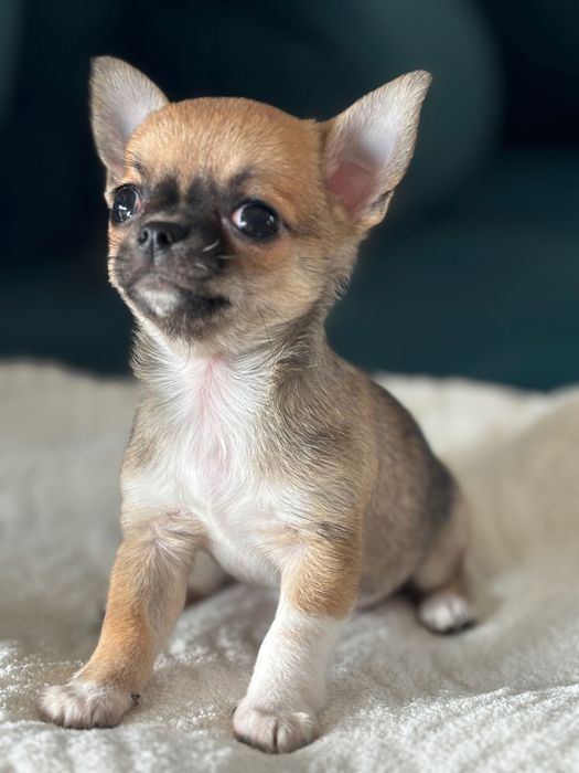 Cudna beżowa dziewczynka chihuachua