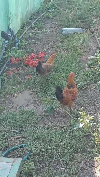 Продам молоденьких питухов курочек породы мильфор.