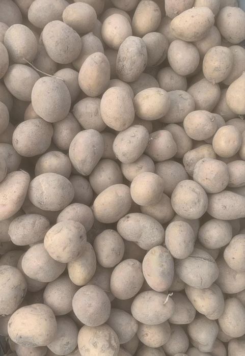 Ziemniaki jadalne Bellarosa Vineta