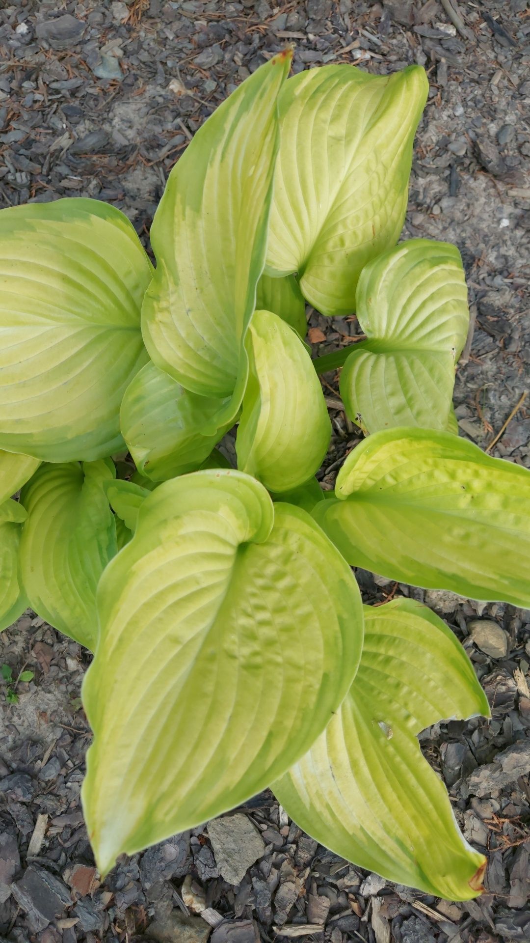 Pachnącą hosta z ogrodu