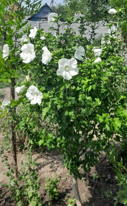 Продам гібіскус  дерево