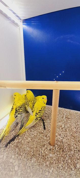 Papużki faliste Tcb