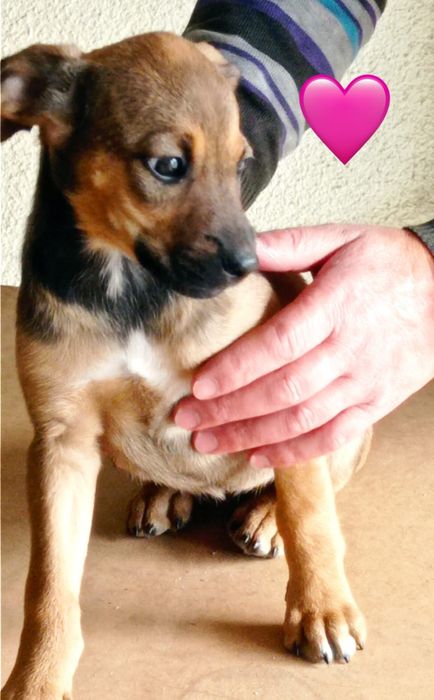 Bebés para adoção responsável