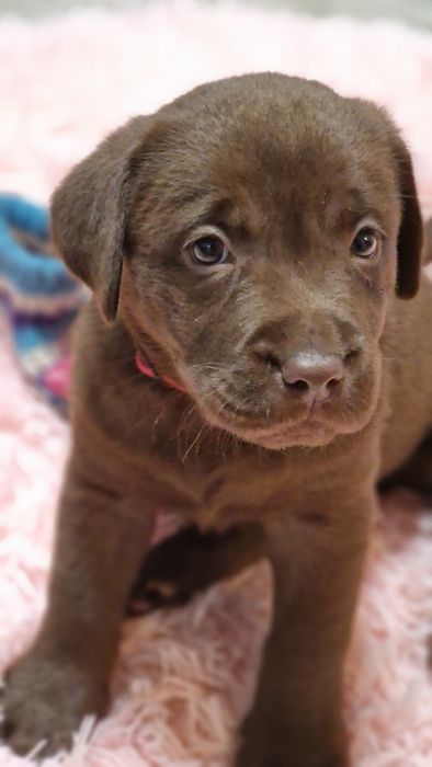 Labrador retriever szczeniaki z rodowodem