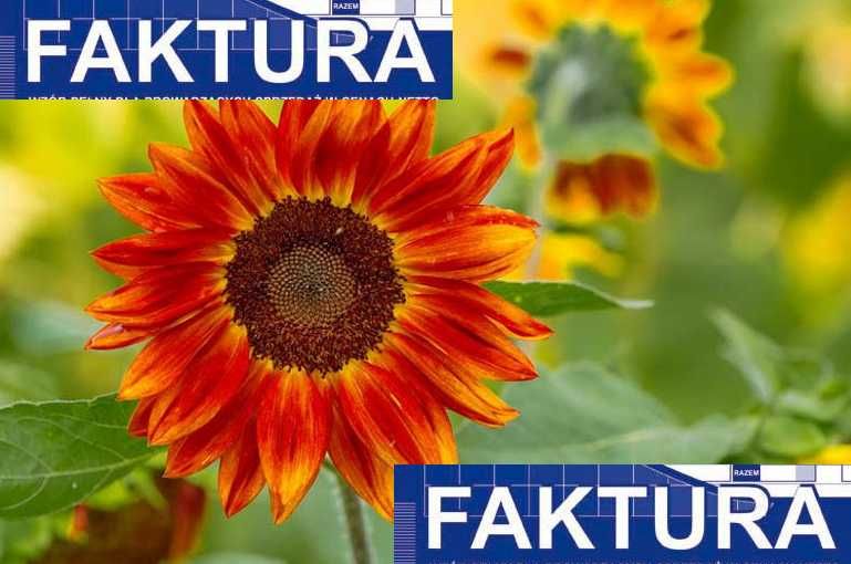 Słonecznik ozdobny MIX FAKTURA 1kg