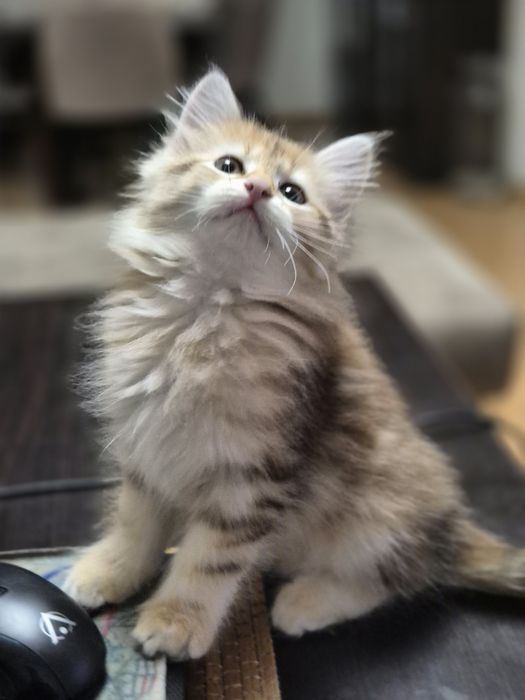 Syberyjska Kotka MOLLY rodowód FIFE FPL