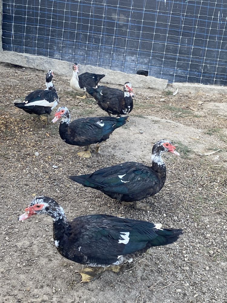 Vendo patos mudos