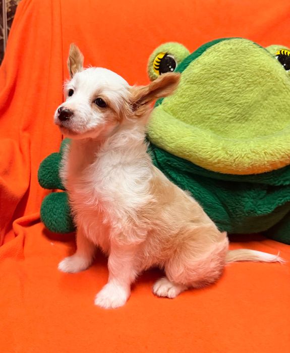 Chiński Grzywacz  piesek po Championach