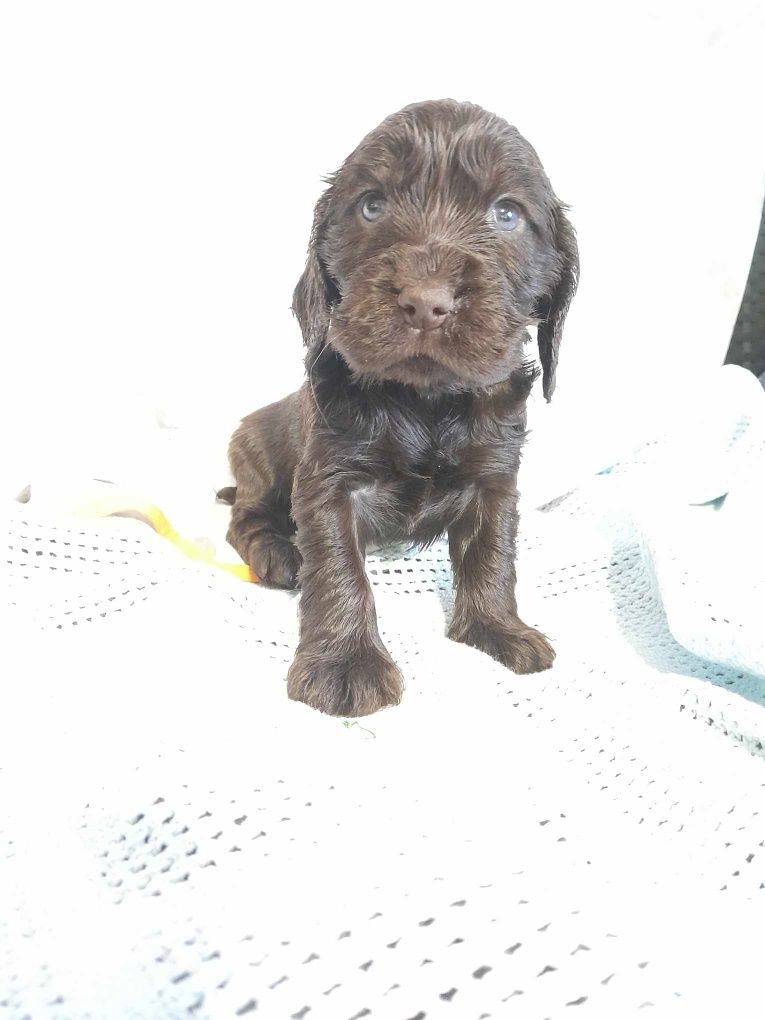 Cocker Spaniel angielski piesek