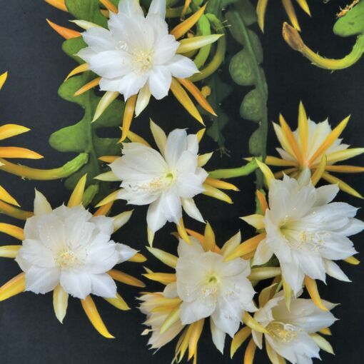 Epiphyllum Anguliger - Kaktus Zygzak