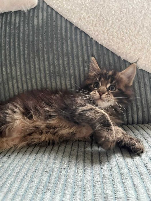 Kocurek XL Maine Coon n 23 linia shaded