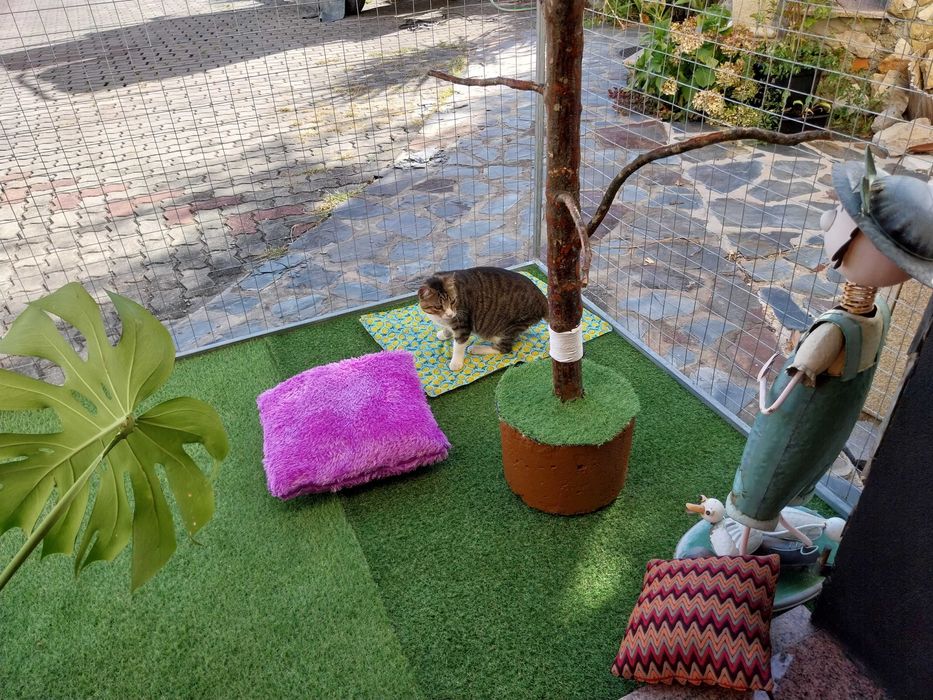 Pet Sitter - Hospedagem Familiar para Cães e Gatos