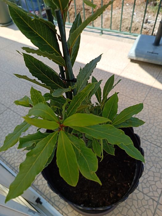 Vendo esta Planta que é um loureiro