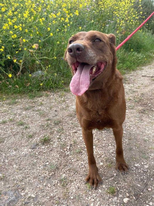 Bomboca - porte média grande para adoção