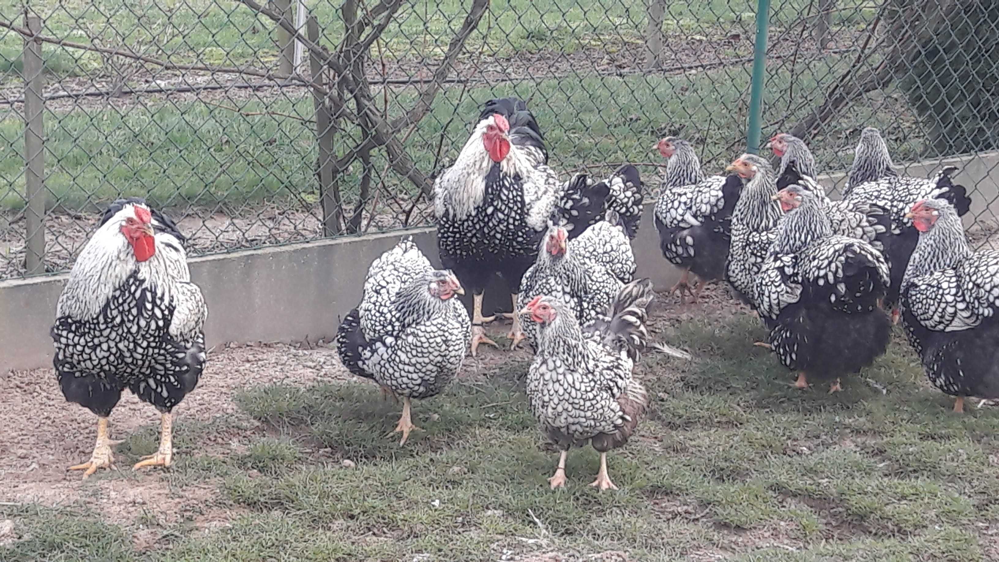 wyandotte wyandotta olbrzymia srebrnołuskowane jaja jajka lęgowe