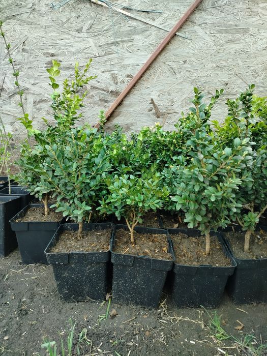 Продажа растений самшит