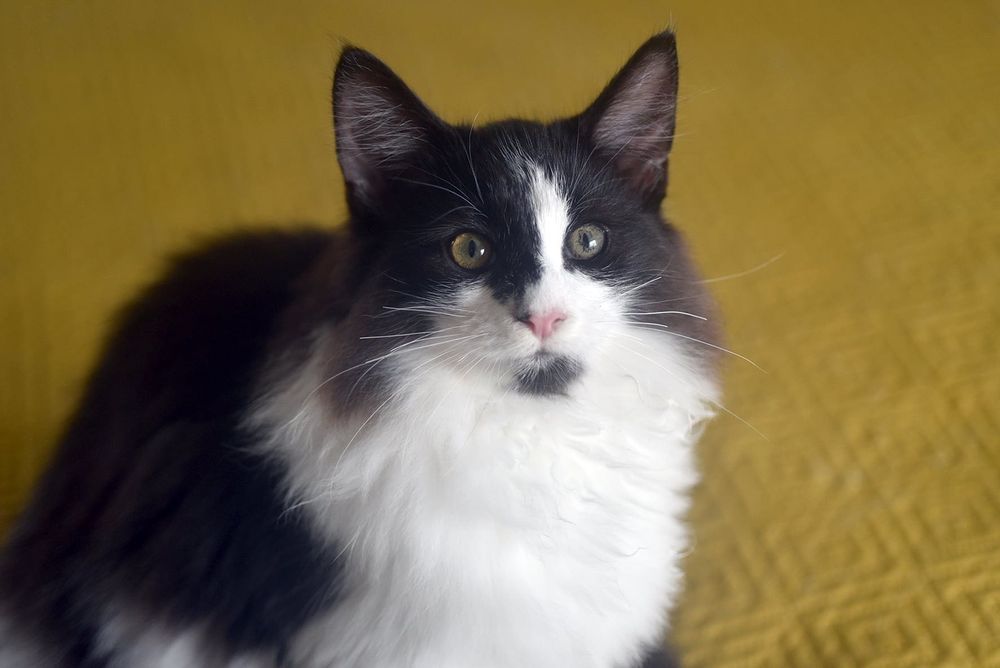 Gatinha Bosques da Noruega linda e com LOP