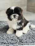Shih Tzu blu-white Masza suczka