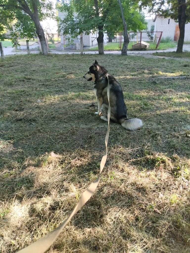 Хаски ищет невесту