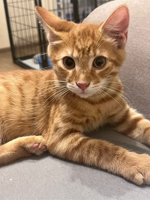 Бесплатно кота рыжего даром отдам