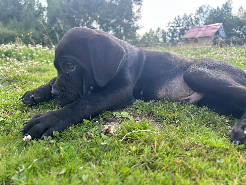 cane corso suczka mocnej budowy do odbioru