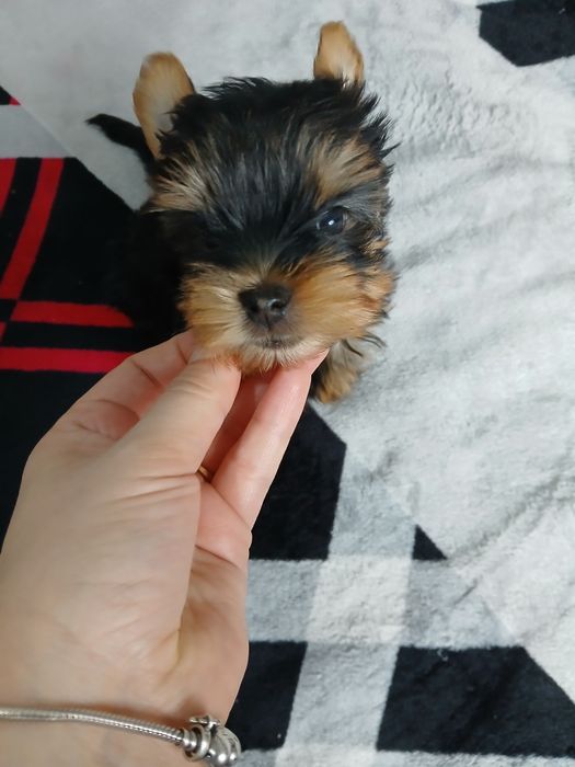 Yorkshire terrier macho mini puro.