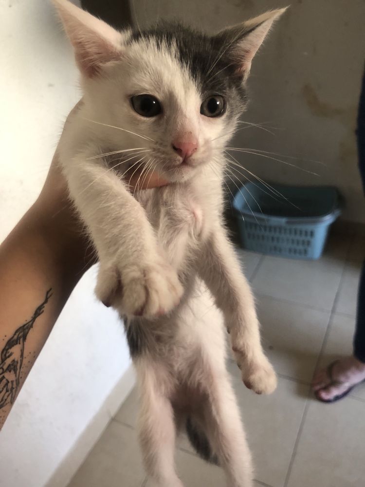 Gatos para adopção
