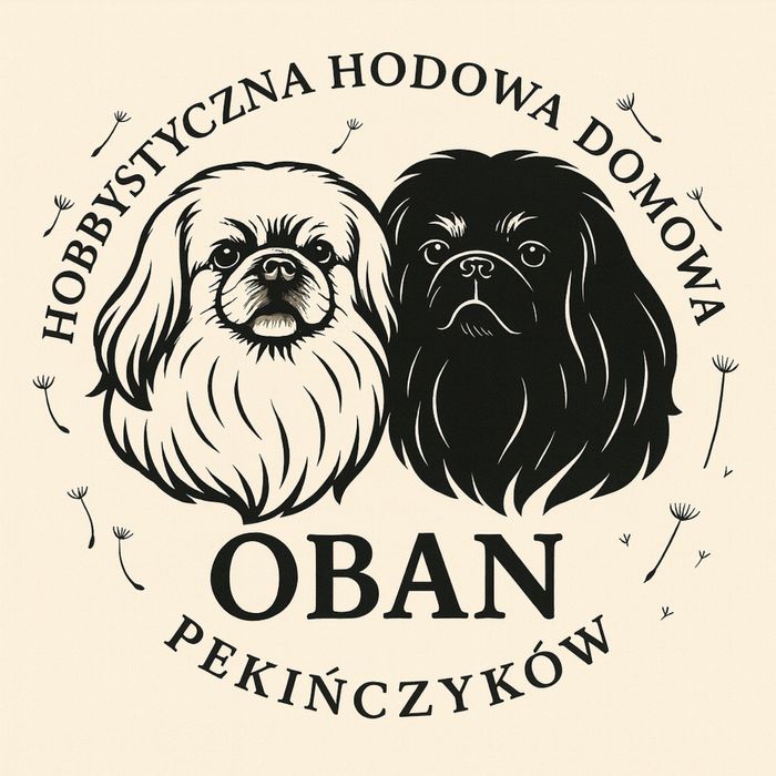Pekińczyk o unikalnym umaszczeniu - do odbioru grudzień