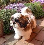 Shih tzu piesek ZKwP/FCI