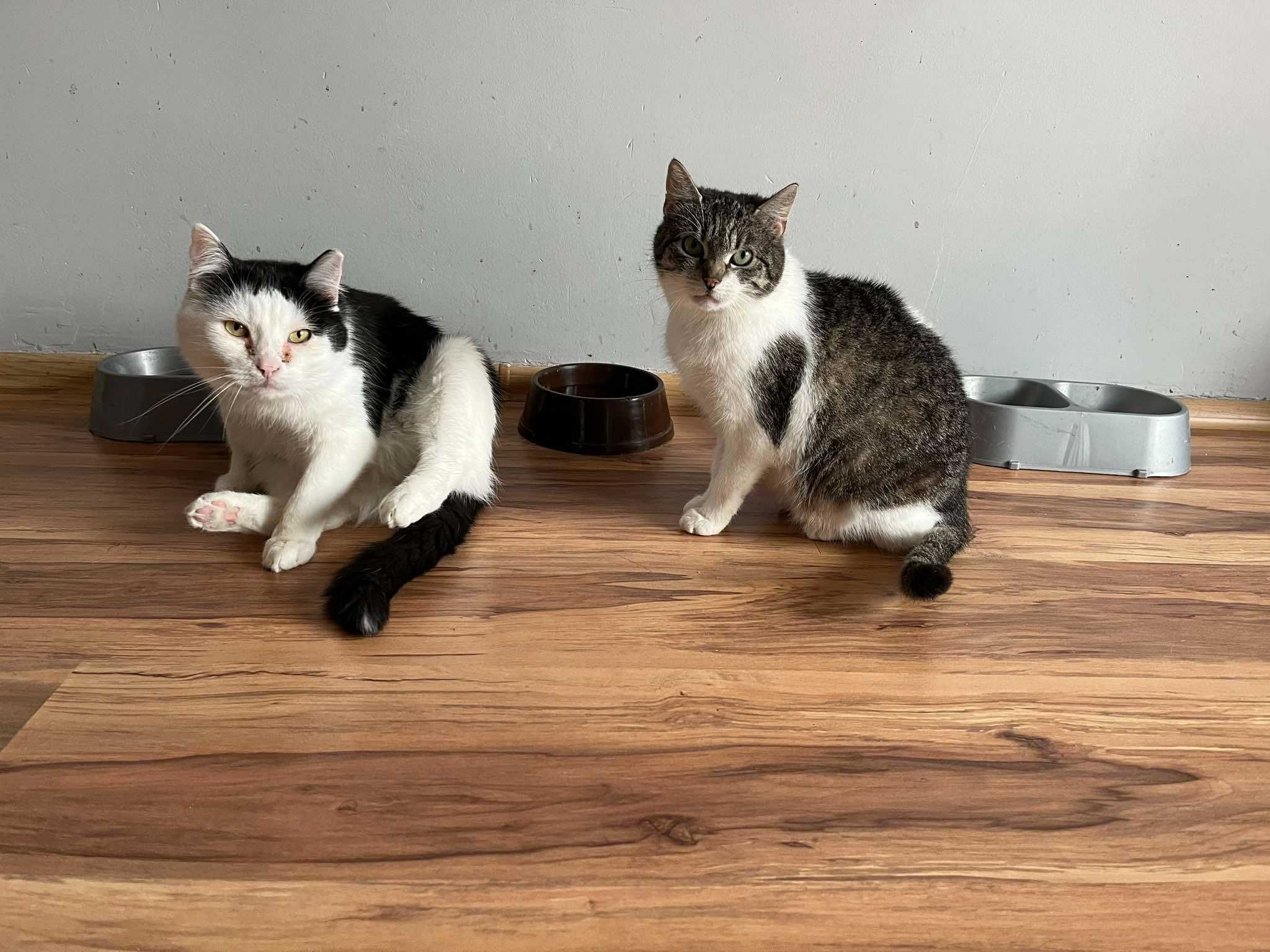 Biało-bura ładna kotka poleca się do adopcji