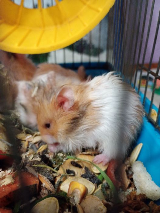 Королівські хом'яки