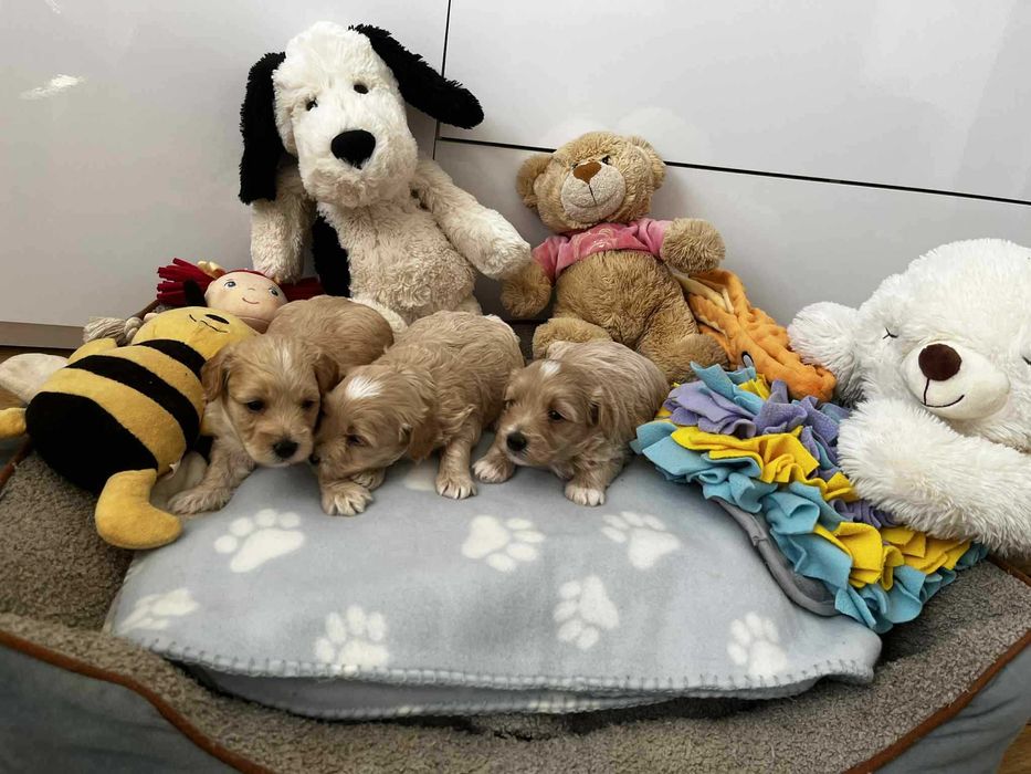 Śliczna sunia maltipoo - Do rezerwacji