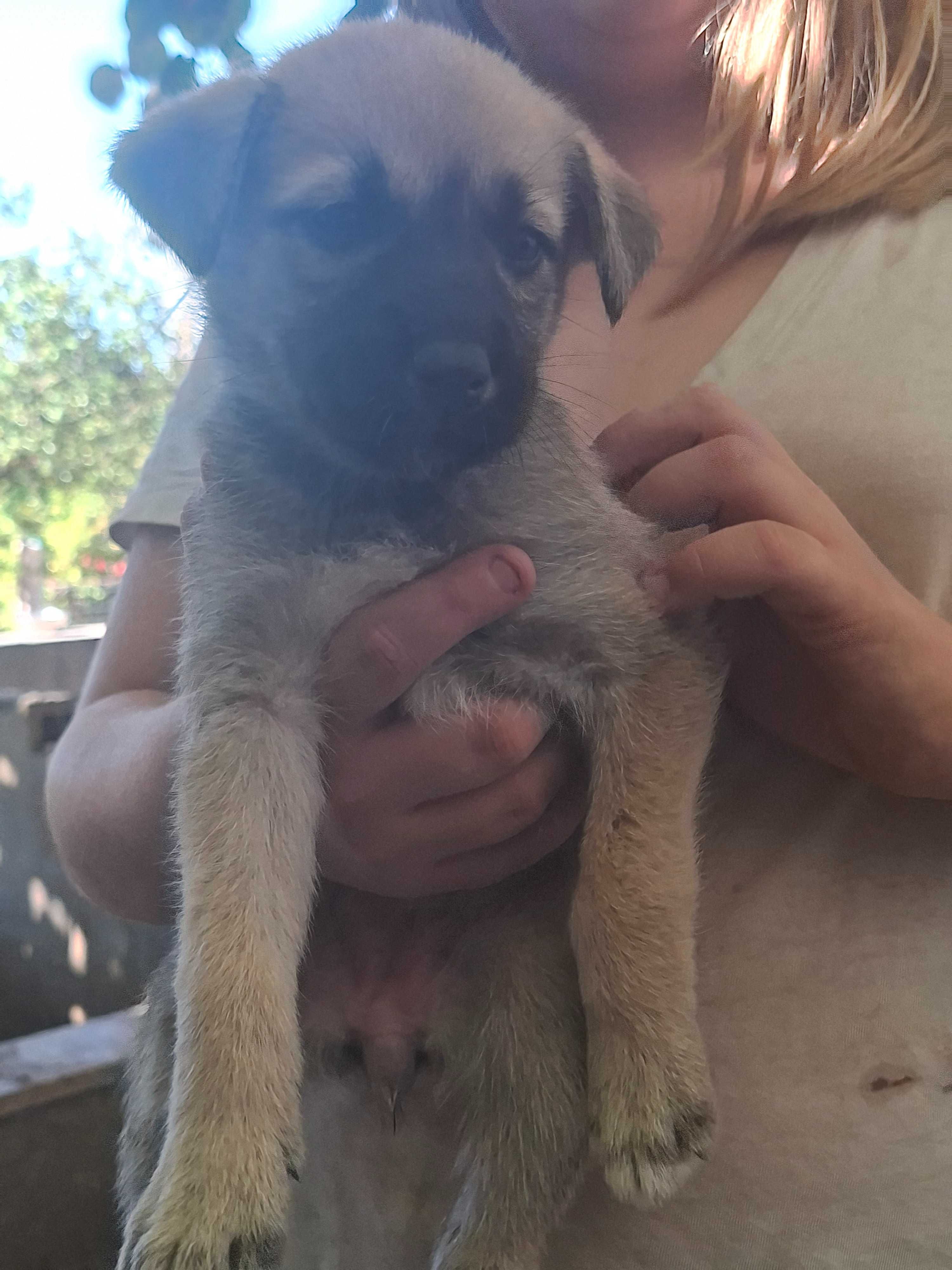 lindos cachorrinhos para adoção