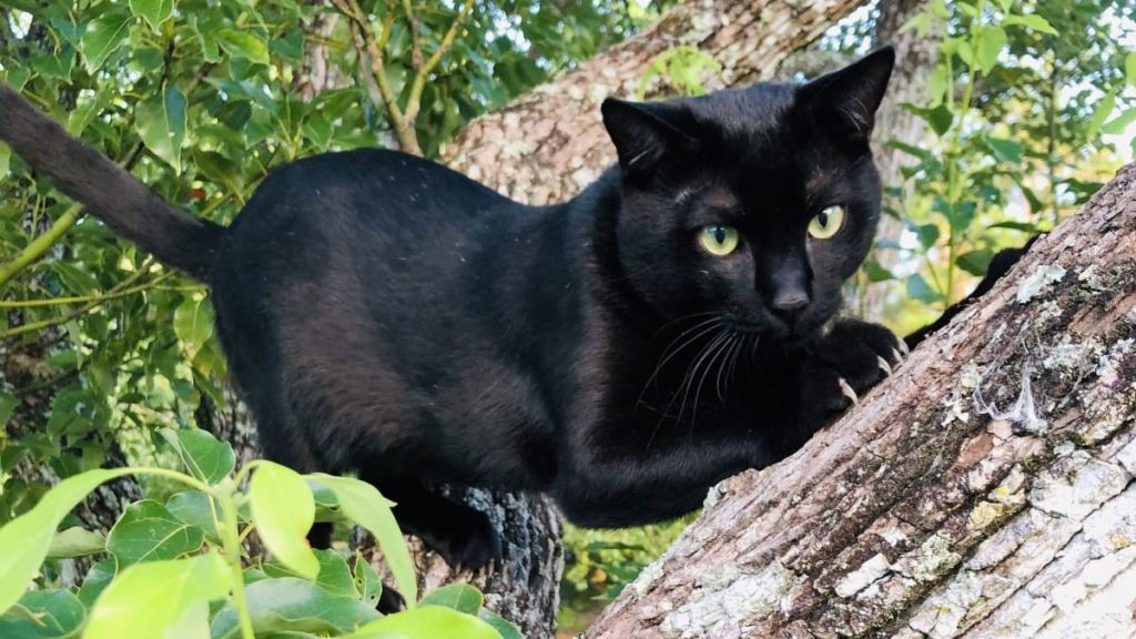 Do adopcji Bardo pilnie koty śliczne zadbane czarne