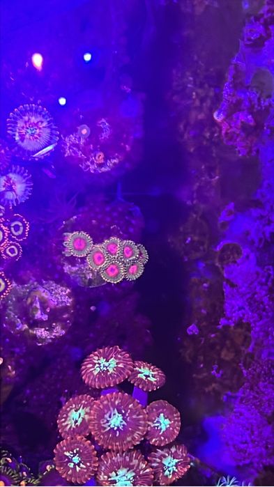 Corais zoanthus desde 15€