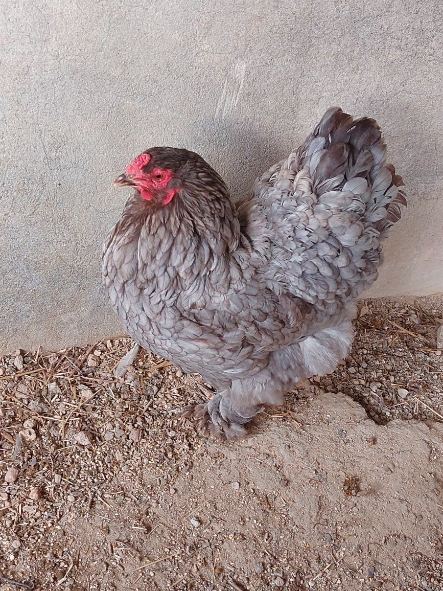 Trio Brahmas Splash e Black