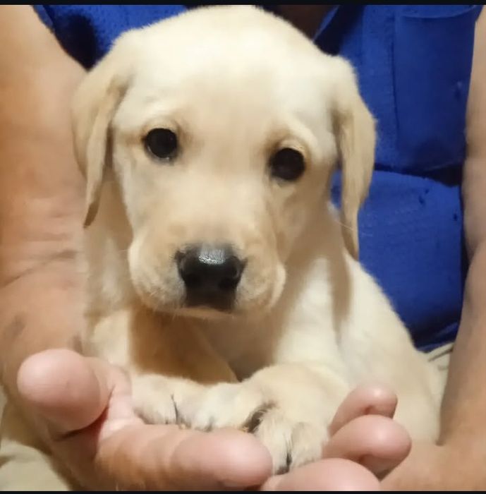 Щенки лабрадора ретривера