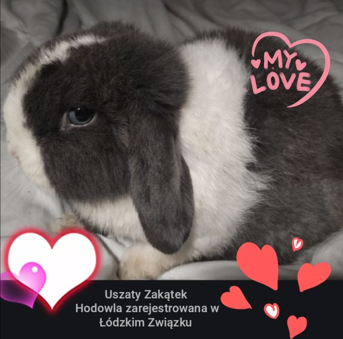 Króliki mini lop. Teddy karzełek. Różne!! Hodowla!
