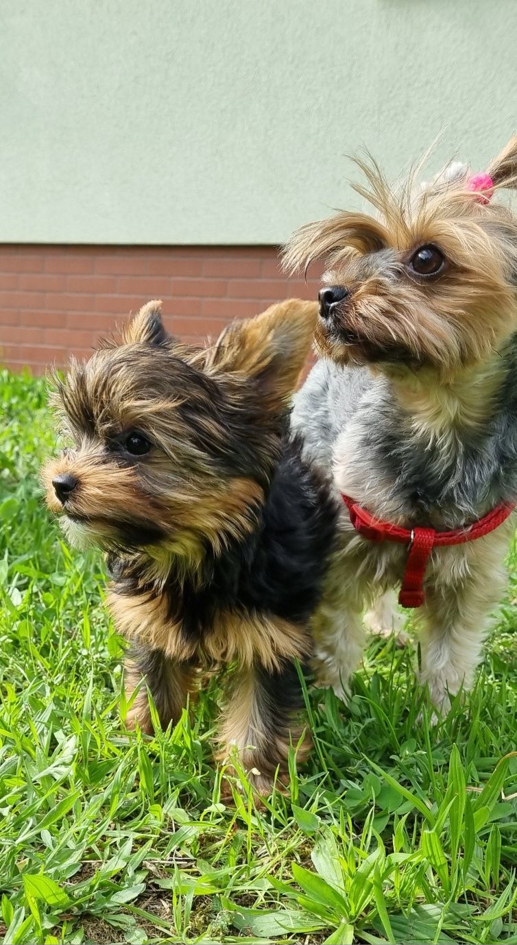 Yorkshire Terrier York szczeniak -  mała sunia, suczka york, yoreczka