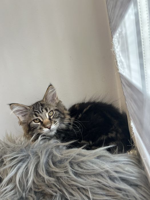 Kotka Maine Coon “GAJA” f22 FPL/FIFE – klasyczny czarny szylkret