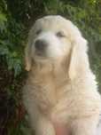 Ostatni Golden Retriever piesek gotowy na nowy dom