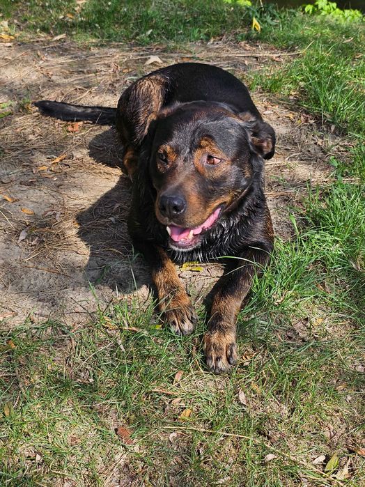 Вязка, ищим девочку