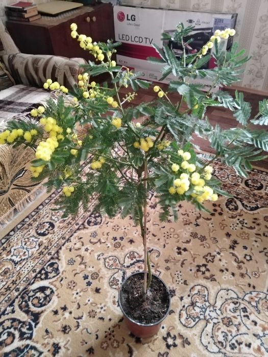 Мімоза жовта, тілландсія атмосферна,турея,олеандр, стреліція ,шефлера